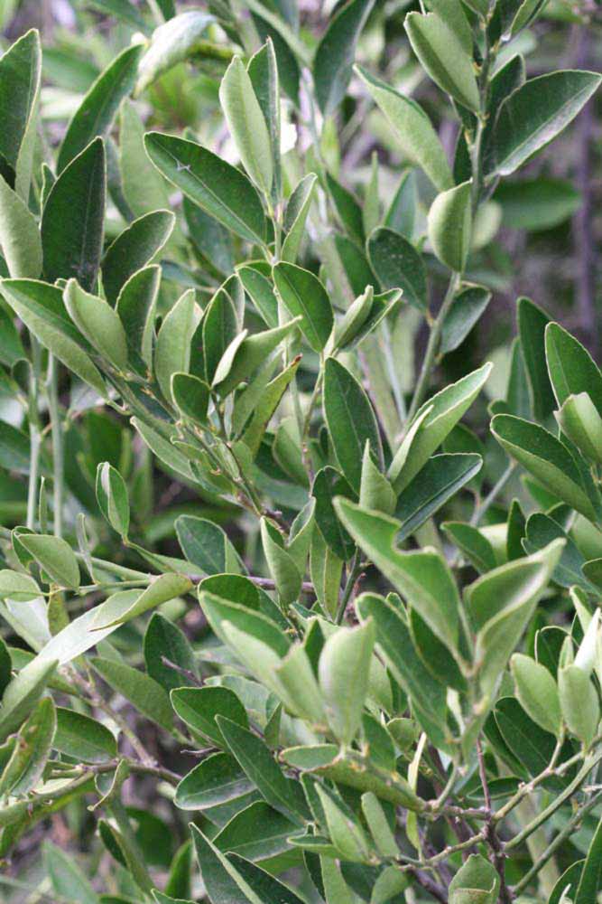              Sun leaves (Riverside, CA)       